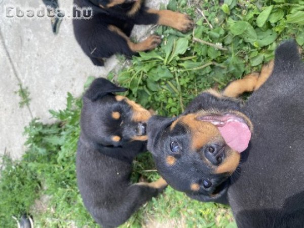 Rottweiler kiskutya