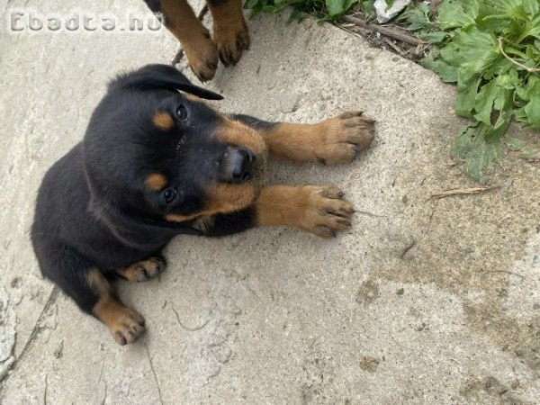 Rottweiler kiskutya