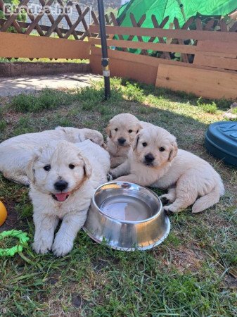 Fajtatiszta Golden Retriever