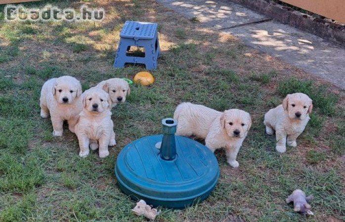 Fajtatiszta Golden Retriever