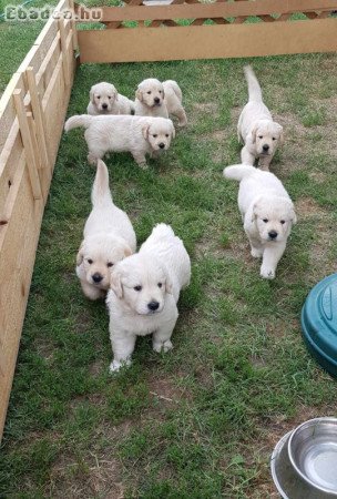 Fajtatiszta Golden Retriever