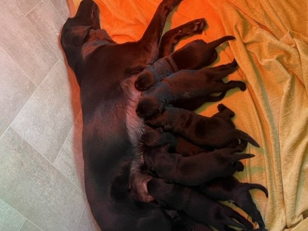 Labrador retriever