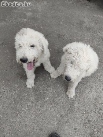 Kettő komondor lánykutyus