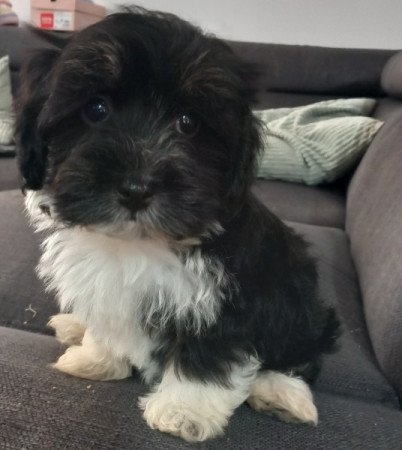 Bichon Havanese