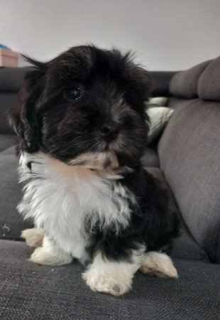 Bichon Havanese