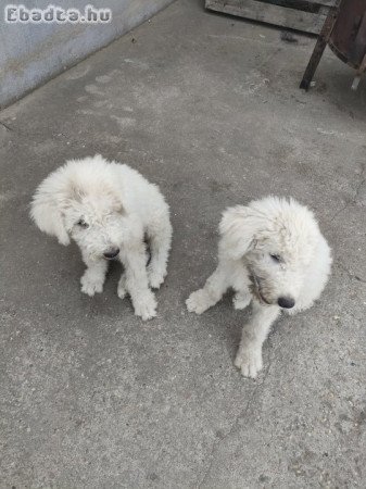 Kettő komondor lánykutyus