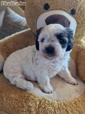 Bischon Havanese Bébi