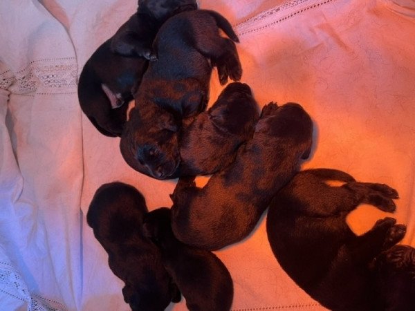 Labrador retriever