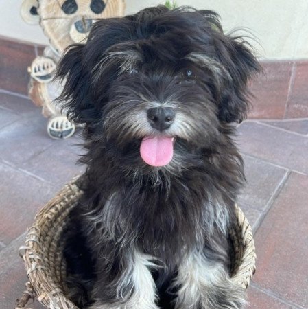 bichon havanese