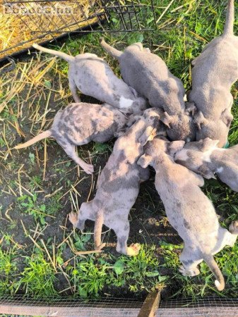 Amerikai staffordshire terrier ( Blue Merle )