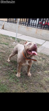 Amerikai staffordshire terrier ( Blue Merle )