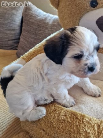 Bischon Havanese Bébi