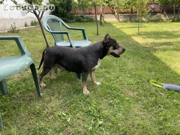 Amerikai staffordshire terrier ( Blue Merle )