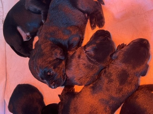 Labrador retriever