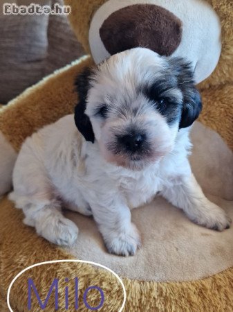 Bischon Havanese Bébi