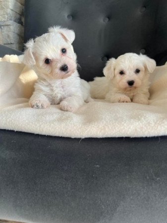 bichon havanese