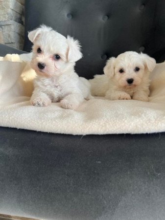 bichon havanese