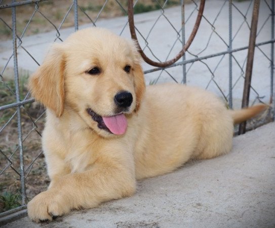 Golden Retriever