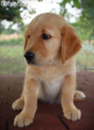 Arany színű Golden Retriever