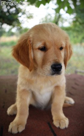 Arany színű Golden Retriever