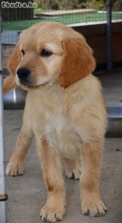 Arany színű Golden Retriever