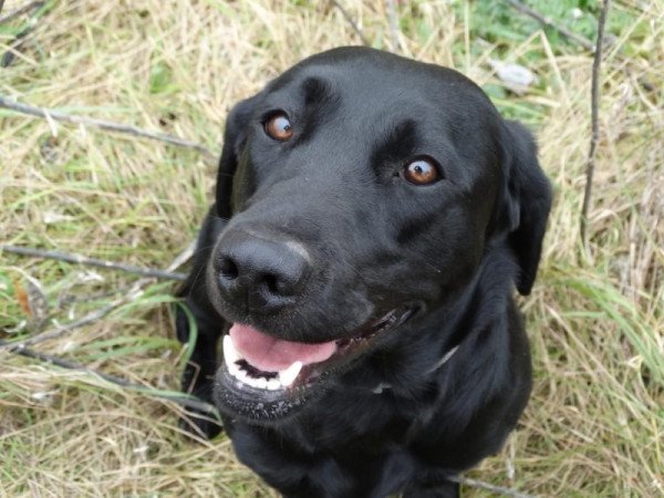 Labrador retriever