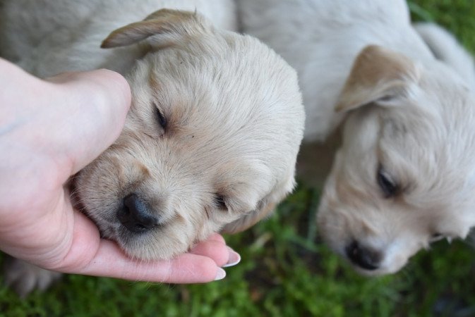 Golden retriever