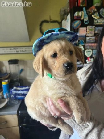 Golden Retrievers fir sale