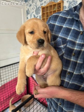 Golden Retrievers fir sale