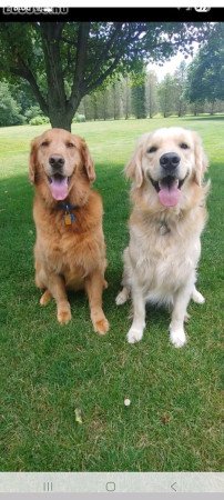 Golden Retrievers fir sale