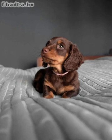 Dachshund puppies for sale registered puppies