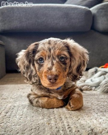 Dachshund puppies for sale registered puppies