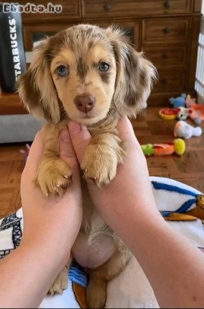 Dachshund puppies for sale registered puppies