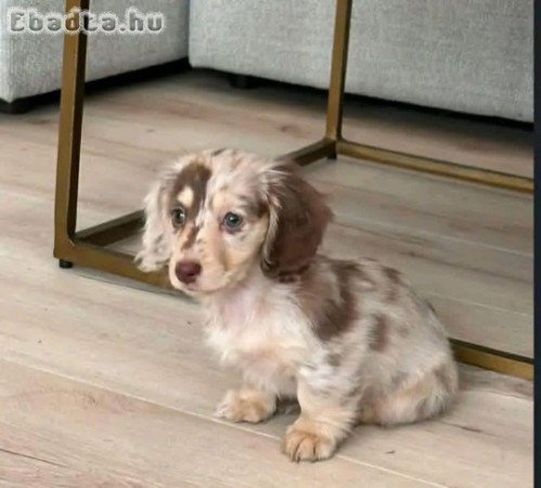 Dachshund puppies for sale registered puppies