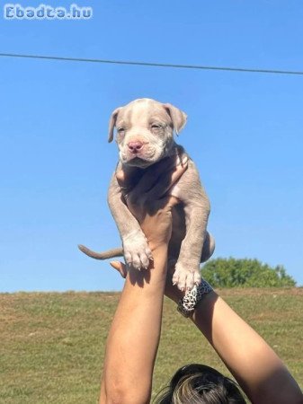 American pitbull puppies for sale registered