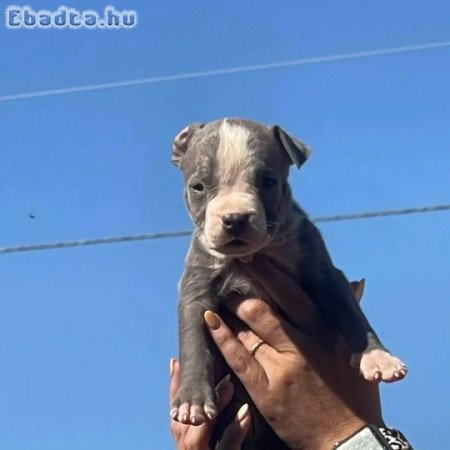American pitbull puppies for sale registered