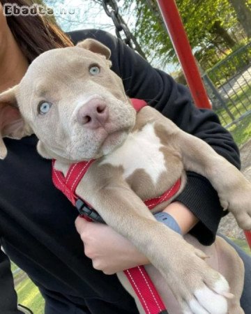 American pitbull puppies for sale registered