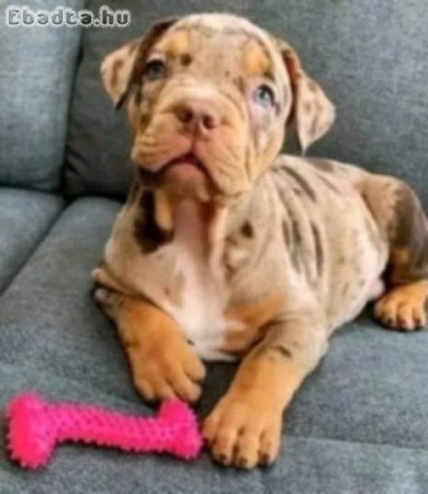 American pitbull puppies for sale registered