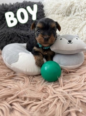 Yorkshire terrier