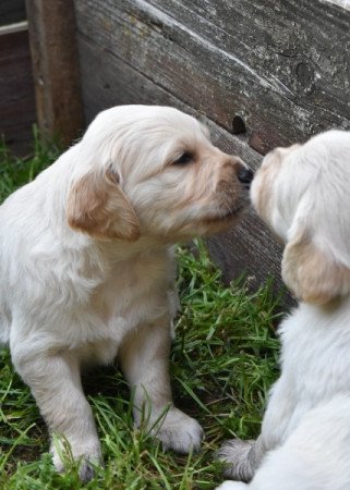Golden retriever