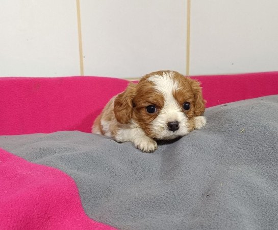 Cavalier king Charles spániel