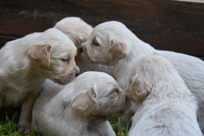 Golden retriever