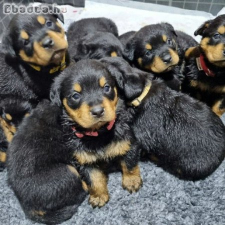 German Rottweiler puppies for adoption