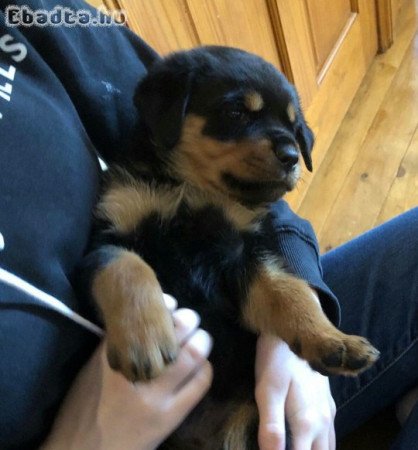 German Rottweiler puppies for adoption