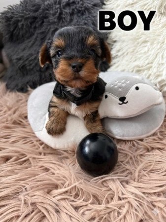 Yorkshire terrier
