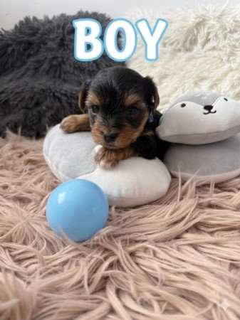 Yorkshire terrier
