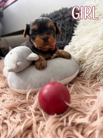 Yorkshire terrier