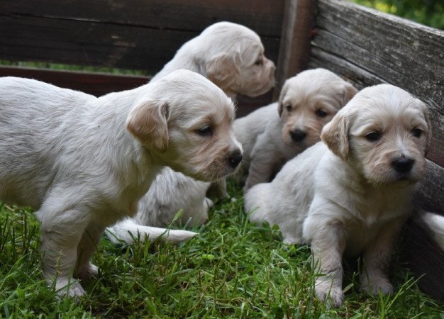 Golden retriever