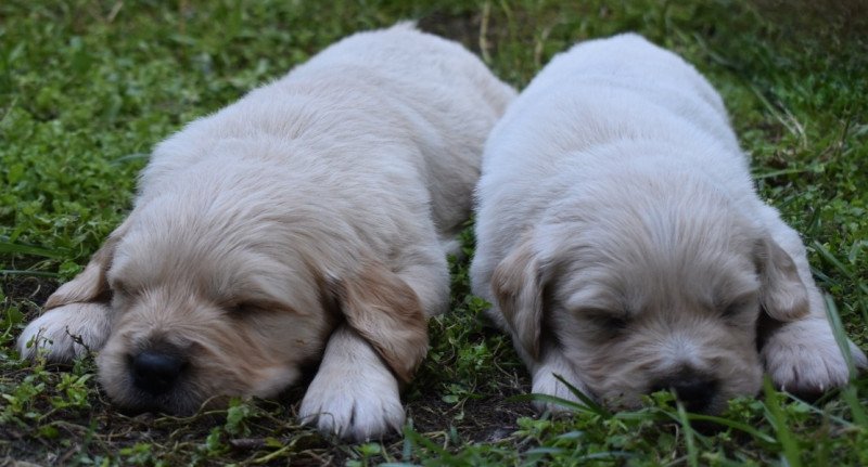 Golden retriever