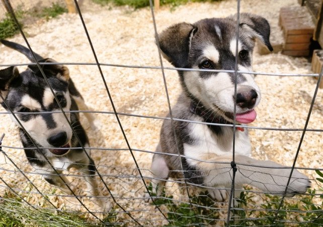 Husky